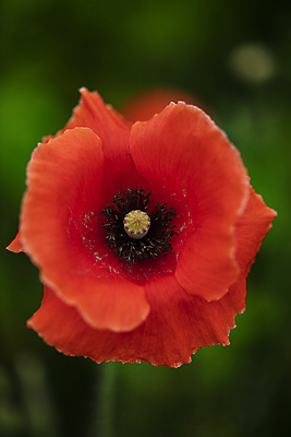 포토 JPG 주간 근접촬영 사람없음 야외 아웃포커스 양귀비 국내포토 자연요소 꽃 뷰포인트 촬영기법 파일형식