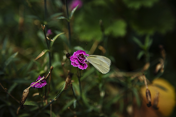 포토 JPG 주간 꽃 나비 꽃밭 사람없음 야외 아웃포커스 국내포토 자연요소 식물 곤충 촬영기법 파일형식