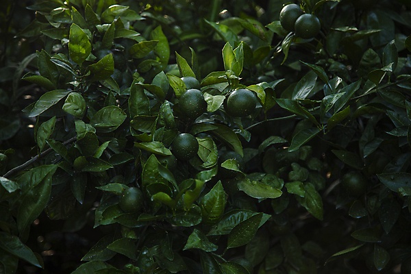 포토 JPG 주간 귤 사람없음 야외 제주도 농장 어둠 귤나무 청귤 국내포토 자연요소 나무 농업 과일 한국 파일형식