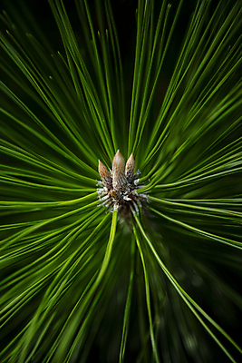 포토 JPG 주간 식물 근접촬영 사람없음 야외 소나무 솔잎 국내포토 자연요소 나무 뷰포인트 잎 파일형식