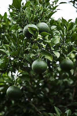 포토 JPG 주간 귤 사람없음 야외 제주도 농장 소프트포커스 귤나무 청귤 국내포토 자연요소 나무 농업 과일 한국 촬영기법 파일형식