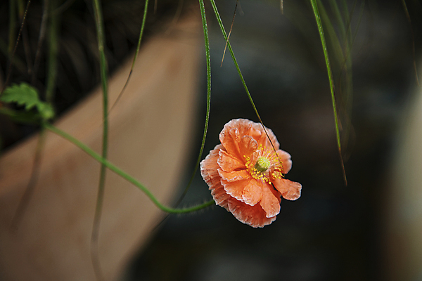 포토 JPG 주간 꽃 근접촬영 사람없음 야외 아웃포커스 귀여움 아이슬랜드포피 국내포토 자연요소 식물 뷰포인트 컨셉 촬영기법 양귀비 파일형식