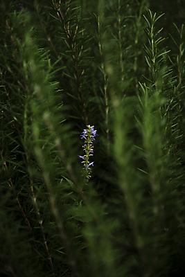 포토 JPG 꽃 근접촬영 사람없음 어둠 소프트포커스 로즈메리 국내포토 식물 뷰포인트 촬영기법 허브 파일형식