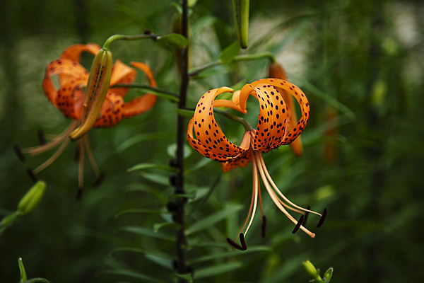 포토 JPG 주간 근접촬영 사람없음 야외 아웃포커스 나리꽃 점박이 국내포토 자연요소 꽃 뷰포인트 촬영기법 파일형식