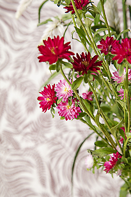 포토 JPG 꽃 국화 사람없음 귀여움 개미취 국내포토 식물 컨셉 파일형식