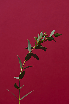 포토 JPG 스튜디오촬영 실내 사람없음 자주색 오브젝트 심플 빨간배경 유칼립투스 트렌드컬러 비바마젠타 국내포토 식물 컬러 백그라운드 내부 빨간색 파일형식
