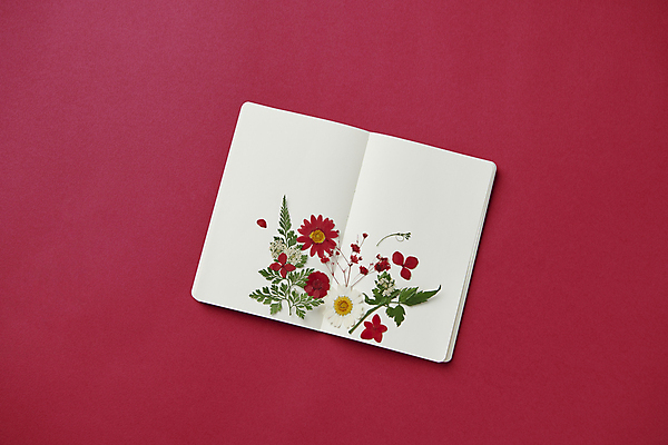 포토 JPG 스튜디오촬영 실내 사람없음 공책 오픈 자주색 오브젝트 심플 드라이플라워 빨간배경 트렌드컬러 비바마젠타 국내포토 꽃 컬러 백그라운드 문구용품 내부 빨간색 파일형식