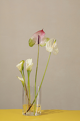 포토 JPG 회색배경 사람없음 꽃병 카라 오브젝트 안스리움 국내포토 꽃 백그라운드 회색 파일형식