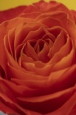 포토 JPG 근접촬영 사람없음 장미 주황색 국내포토 꽃 뷰포인트 컬러 파일형식