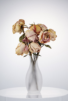 포토 JPG 사람없음 장미 꽃병 오브젝트 흰배경 드라이플라워 국내포토 꽃 백그라운드 흰색 파일형식