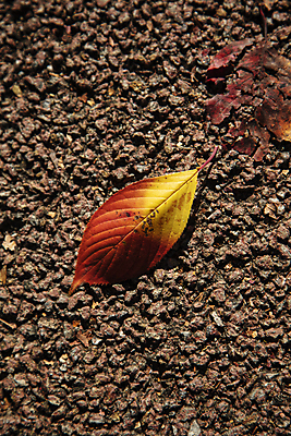 포토 JPG 단풍 나뭇잎 근접촬영 사람없음 하이앵글 가을 오브젝트 국내포토 계절 뷰포인트 잎 파일형식