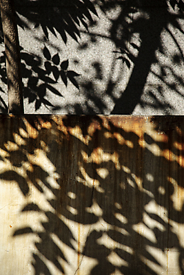 포토 JPG 주간 나무 나뭇잎 그림자 사람없음 야외 햇빛 국내포토 자연요소 식물 잎 태양 파일형식