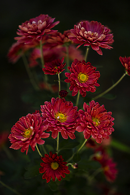 포토 JPG 국화 근접촬영 사람없음 야외 빨간색 국내포토 꽃 뷰포인트 컬러 파일형식