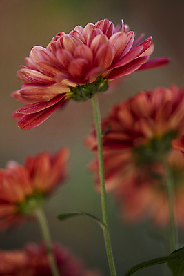 포토 JPG 국화 근접촬영 사람없음 야외 아웃포커스 빨간색 오브젝트 국내포토 꽃 뷰포인트 컬러 촬영기법 파일형식