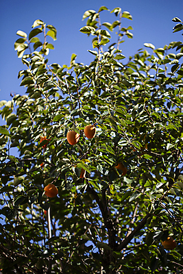 포토 JPG 주간 하늘 나뭇잎 감 사람없음 야외 감나무 국내포토 자연요소 나무 잎 과일 파일형식