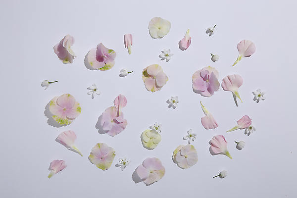 포토 JPG 꽃잎 분홍색 회색배경 사람없음 하이앵글 오브젝트 국내포토 꽃 뷰포인트 컬러 백그라운드 회색 파일형식