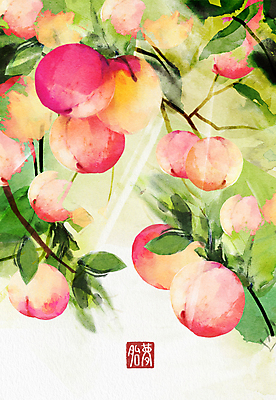 PSD 상징 일러스트 나뭇잎 수채화 사람없음 꿈 나뭇가지 복숭아 상징물 국내일러스트 나무 잎 과일 파일형식