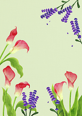 PSD 백그라운드 일러스트 사람없음 연두색 카라 라벤더 국내일러스트 꽃 초록색 허브 파일형식