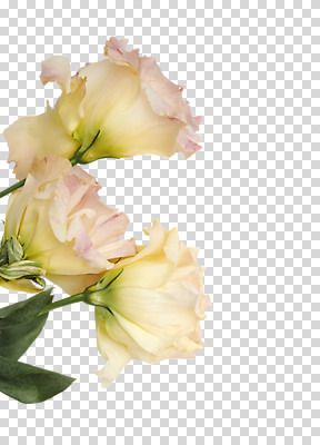 편집이미지 꽃 누끼 사람없음 PNG 연노랑색 식물 노란색 파일형식