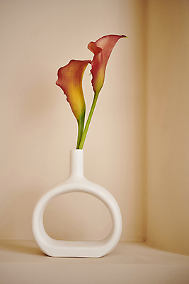 포토 JPG 백그라운드 실내 사람없음 꽃병 편안함 카라 오브젝트 감성 국내포토 꽃 컨셉 내부 감각 파일형식