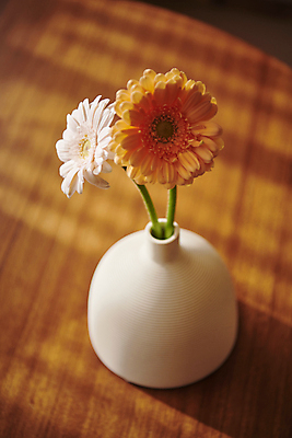 포토 JPG 백그라운드 실내 사람없음 햇빛 꽃병 오브젝트 감성 거베라 국내포토 꽃 컨셉 내부 태양 파일형식