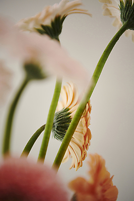 포토 JPG 백그라운드 실내 근접촬영 사람없음 소프트포커스 감성 거베라 국내포토 꽃 뷰포인트 컨셉 촬영기법 내부 파일형식