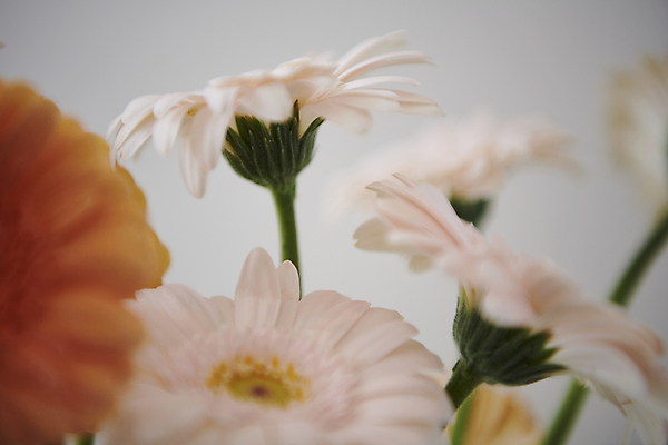 포토 JPG 백그라운드 실내 근접촬영 사람없음 아웃포커스 감성 거베라 국내포토 꽃 뷰포인트 컨셉 촬영기법 내부 파일형식