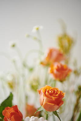 포토 JPG 백그라운드 실내 근접촬영 사람없음 아웃포커스 장미 감성 국내포토 꽃 뷰포인트 컨셉 촬영기법 내부 파일형식