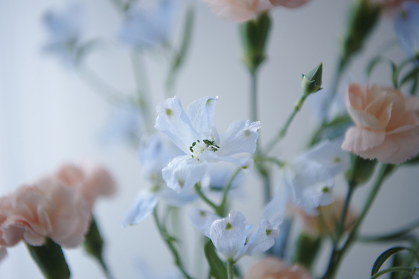 포토 JPG 백그라운드 실내 근접촬영 사람없음 아웃포커스 카네이션 감성 국내포토 꽃 뷰포인트 컨셉 촬영기법 내부 파일형식
