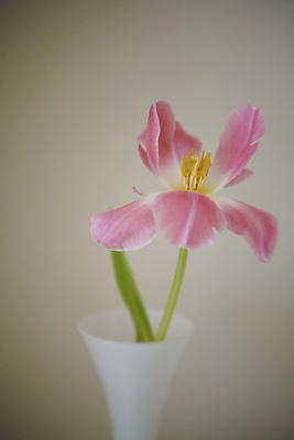 포토 JPG 백그라운드 실내 근접촬영 사람없음 꽃병 튤립 감성 국내포토 꽃 뷰포인트 컨셉 내부 파일형식