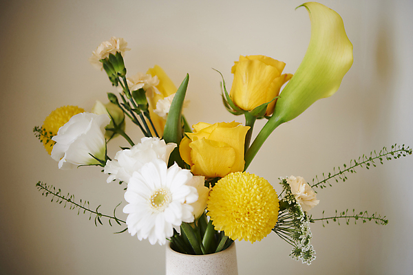 포토 JPG 백그라운드 국화 실내 근접촬영 사람없음 장미 노란색 카라 감성 국내포토 꽃 뷰포인트 컬러 컨셉 내부 파일형식