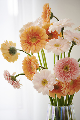 포토 JPG 백그라운드 국화 실내 근접촬영 사람없음 감성 거베라 국내포토 꽃 뷰포인트 컨셉 내부 파일형식