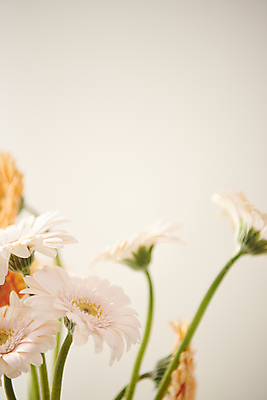 포토 JPG 백그라운드 국화 실내 근접촬영 사람없음 아웃포커스 감성 거베라 국내포토 꽃 뷰포인트 컨셉 촬영기법 내부 파일형식