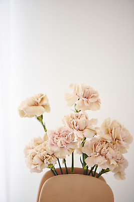 포토 JPG 백그라운드 실내 사람없음 장미 감성 국내포토 꽃 컨셉 내부 파일형식