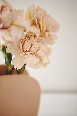 포토 JPG 백그라운드 실내 근접촬영 사람없음 아웃포커스 장미 감성 국내포토 꽃 뷰포인트 컨셉 촬영기법 내부 파일형식