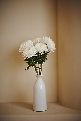 포토 JPG 백그라운드 국화 실내 사람없음 꽃병 오브젝트 감성 위로 추모 국내포토 꽃 컨셉 내부 파일형식