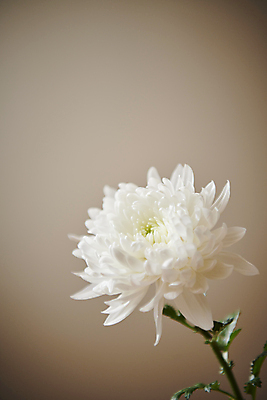 포토 JPG 백그라운드 국화 실내 근접촬영 사람없음 오브젝트 감성 위로 추모 국내포토 꽃 뷰포인트 컨셉 내부 파일형식