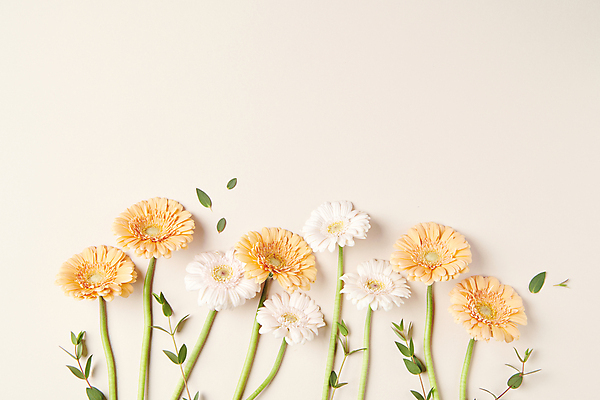 포토 JPG 스튜디오촬영 백그라운드 사람없음 오브젝트 감성 거베라 카피스페이스 국내포토 꽃 컨셉 실내 공백 파일형식