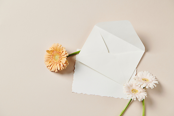 포토 JPG 스튜디오촬영 백그라운드 편지봉투 국화 사람없음 편지 오브젝트 감성 거베라 국내포토 꽃 컨셉 봉투 실내 파일형식