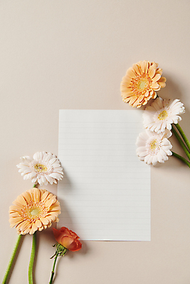 포토 JPG 스튜디오촬영 백그라운드 프레임 국화 사람없음 편지지 오브젝트 감성 거베라 카피스페이스 국내포토 꽃 컨셉 실내 공백 편지 파일형식