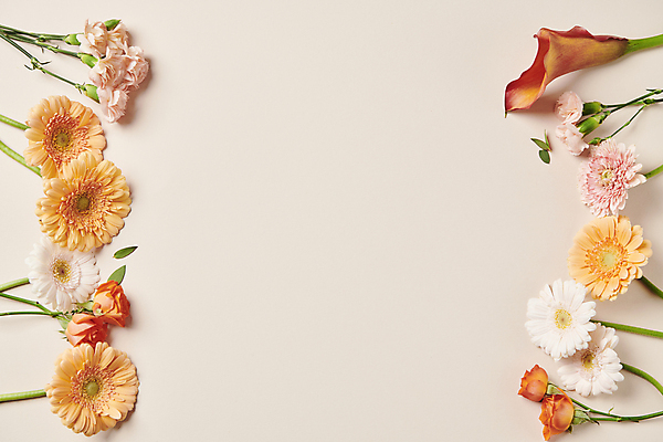 포토 JPG 스튜디오촬영 백그라운드 프레임 국화 사람없음 장미 카라 오브젝트 감성 거베라 카피스페이스 국내포토 꽃 컨셉 실내 공백 파일형식