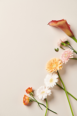 포토 JPG 스튜디오촬영 백그라운드 국화 사람없음 장미 카라 오브젝트 감성 카피스페이스 국내포토 꽃 컨셉 실내 공백 파일형식