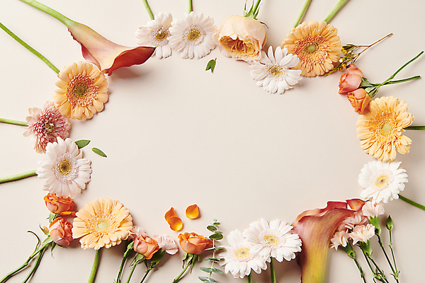 포토 JPG 스튜디오촬영 백그라운드 프레임 국화 사람없음 장미 원형 카라 오브젝트 감성 카피스페이스 국내포토 도형 꽃 컨셉 실내 공백 파일형식