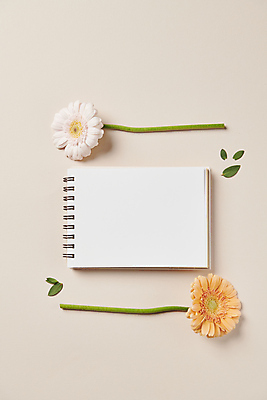 포토 JPG 스튜디오촬영 백그라운드 프레임 국화 사람없음 오브젝트 감성 거베라 스프링수첩 카피스페이스 국내포토 꽃 컨셉 실내 다이어리 공백 파일형식