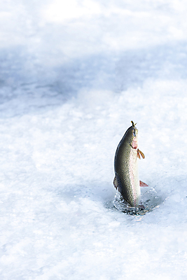 포토 JPG 주간 겨울 이벤트 사람없음 야외 얼음 축제 구멍 강원도 빙판 얼음낚시 송어 송어축제 지역축제 국내포토 자연요소 계절 낚시 한국 어류 파일형식