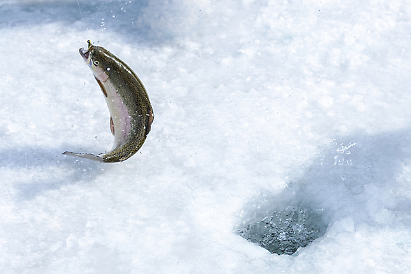 포토 JPG 주간 겨울 이벤트 사람없음 야외 얼음 축제 구멍 강원도 빙판 얼음낚시 송어 송어축제 지역축제 국내포토 자연요소 계절 낚시 한국 어류 파일형식