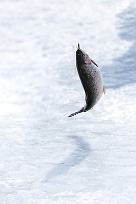 포토 JPG 주간 겨울 이벤트 사람없음 야외 얼음 축제 강원도 빙판 얼음낚시 송어 송어축제 지역축제 국내포토 자연요소 계절 낚시 한국 어류 파일형식