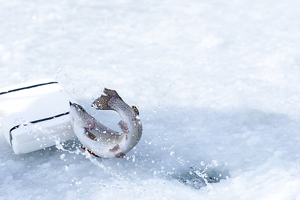 포토 JPG 겨울 이벤트 사람없음 야외 얼음 축제 튀는물 강원도 빙판 얼음낚시 송어 송어축제 스플래쉬 지역축제 국내포토 자연요소 계절 낚시 한국 어류 액체표현 파일형식