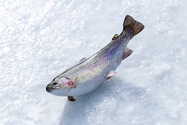 포토 JPG 주간 겨울 이벤트 사람없음 야외 얼음 축제 강원도 빙판 송어 송어축제 지역축제 국내포토 자연요소 계절 한국 어류 파일형식