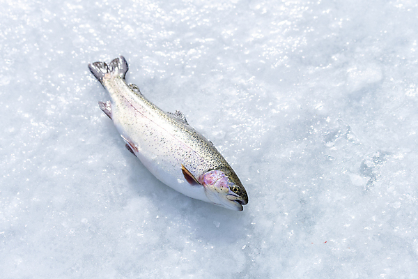 포토 JPG 주간 겨울 이벤트 사람없음 야외 하이앵글 얼음 축제 강원도 빙판 송어 송어축제 지역축제 국내포토 자연요소 계절 뷰포인트 한국 어류 파일형식